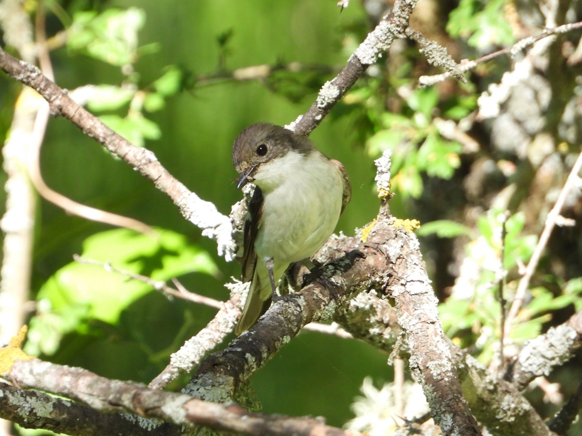 European Pied Flycatcher - Raul Perez