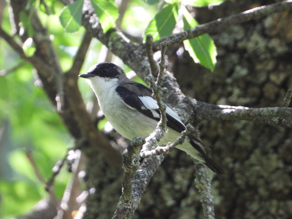 European Pied Flycatcher - Raul Perez