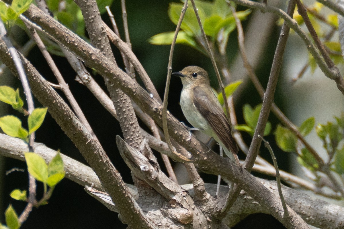 Blue-and-white Flycatcher - Fran Kim