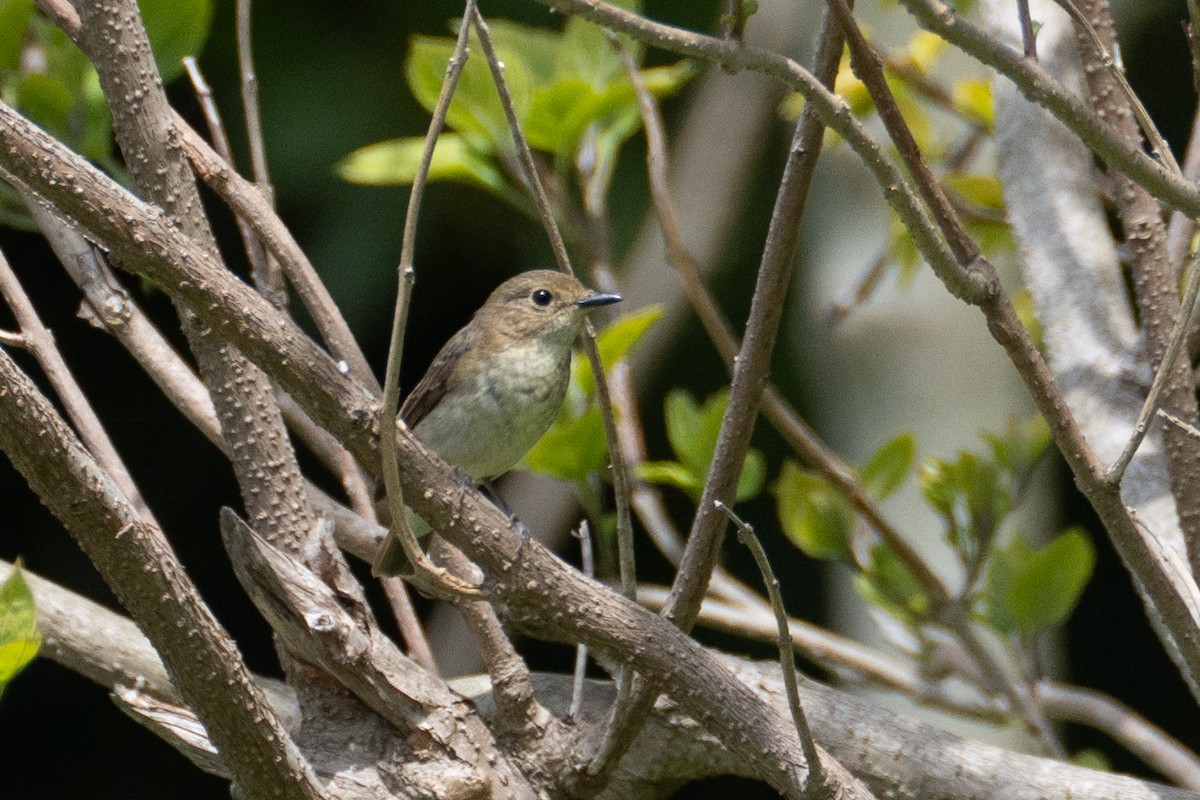 Blue-and-white Flycatcher - ML619661343