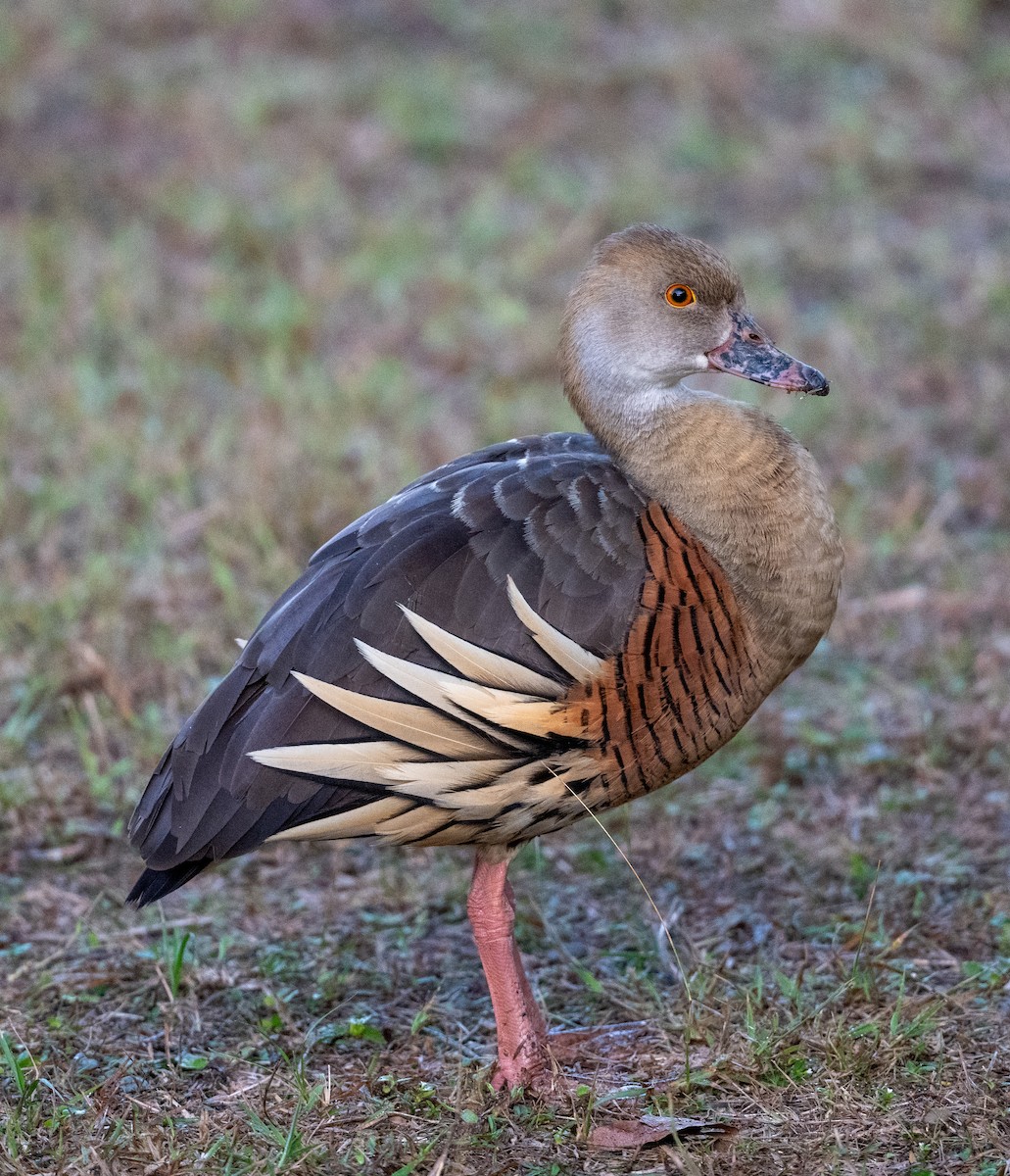 Plumed Whistling-Duck - Sandi De Souza