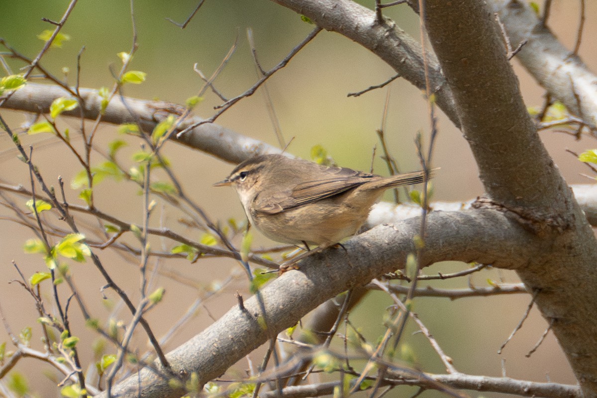 Dusky Warbler - ML619661352