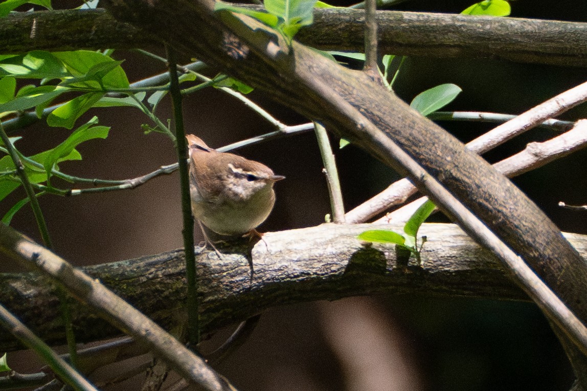 Dusky Warbler - Fran Kim