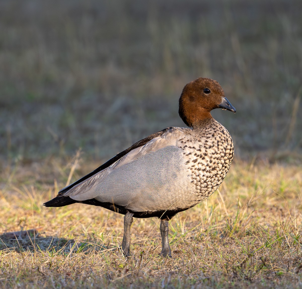 Maned Duck - Sandi De Souza