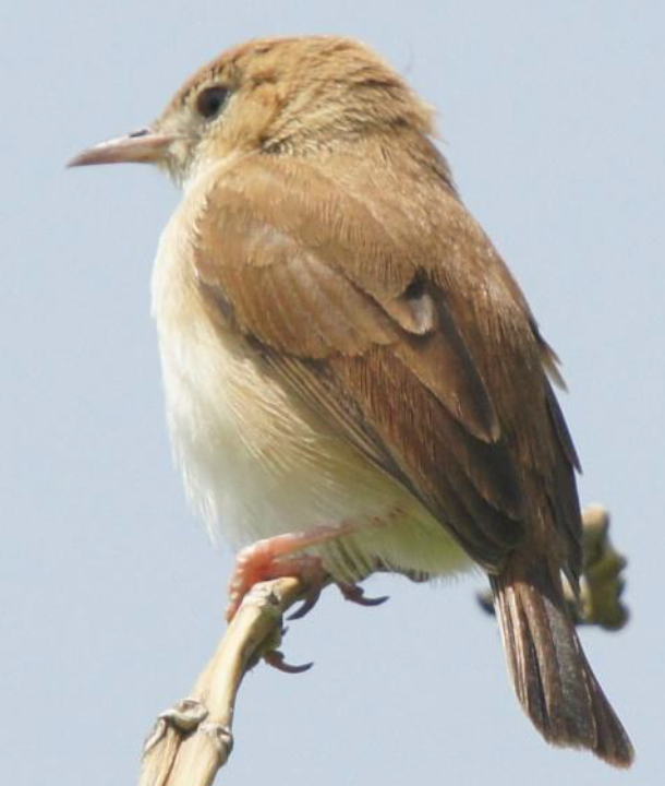 Foxy Cisticola - Michael Grunwell