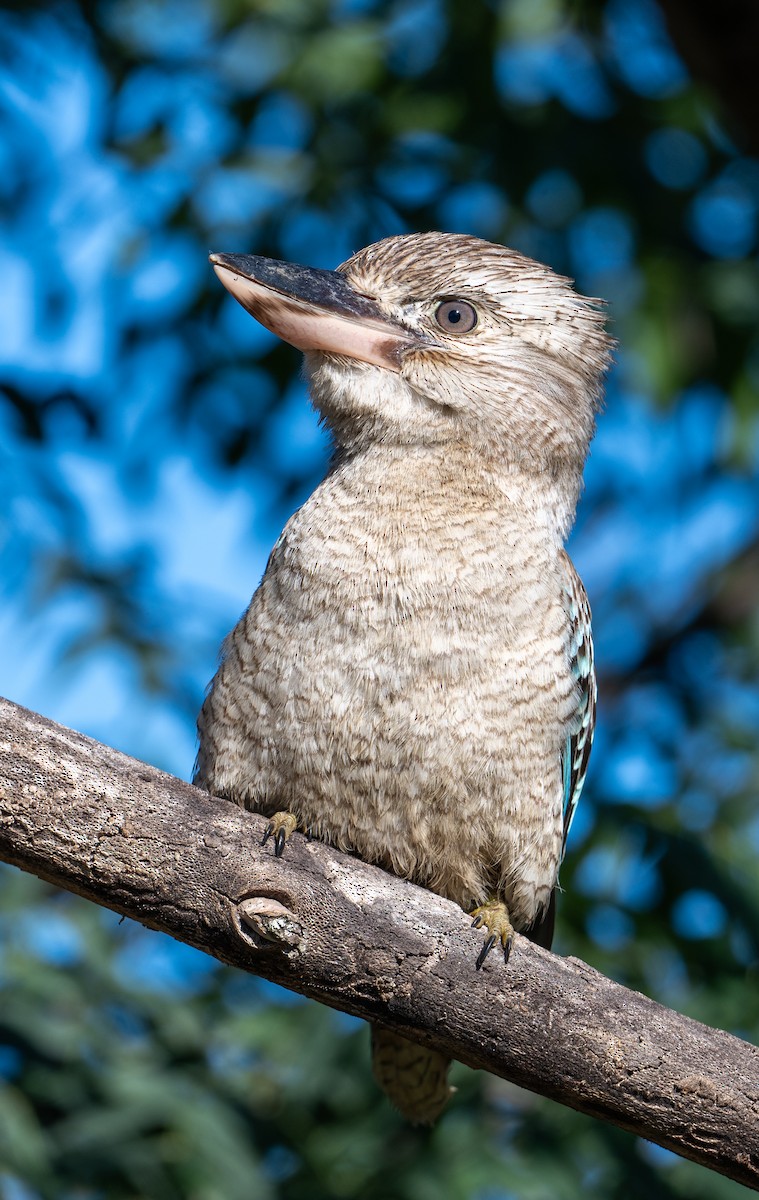 Blue-winged Kookaburra - Sandi De Souza