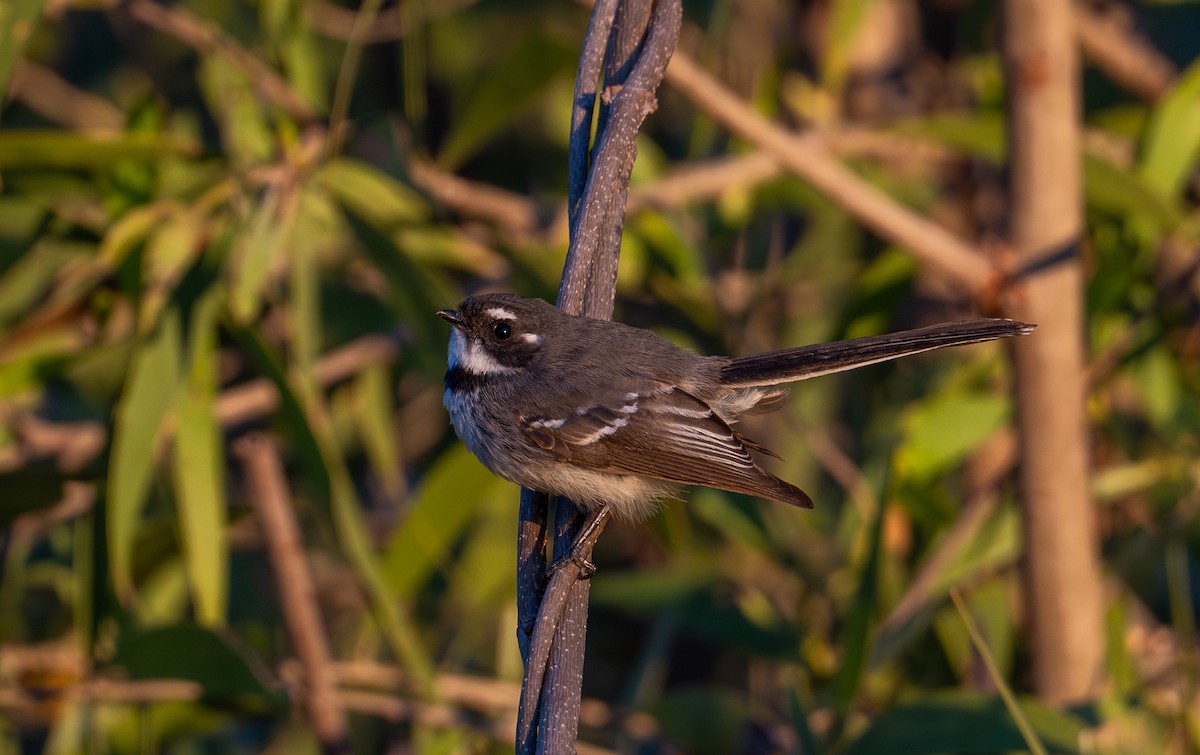 Gray Fantail - Sandi De Souza