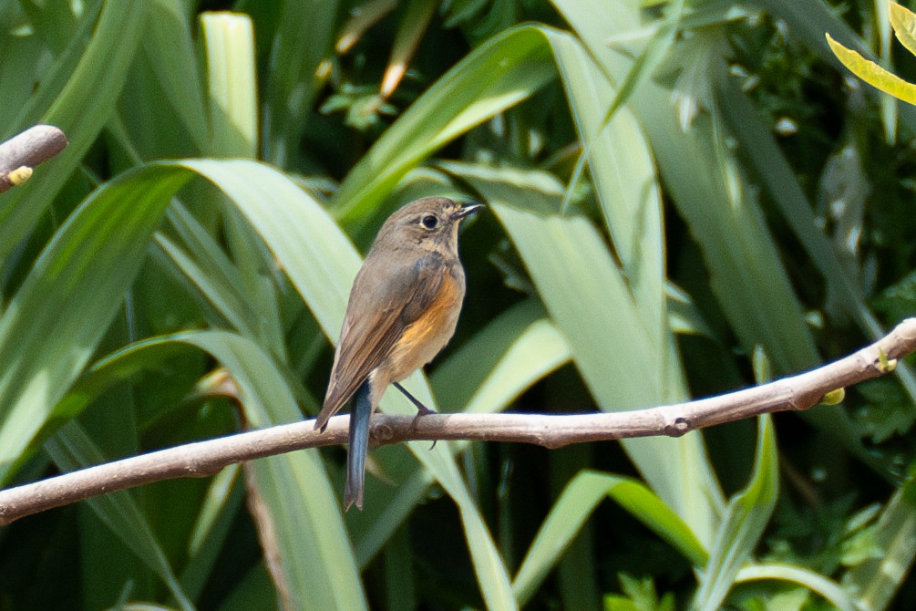 Red-flanked Bluetail - Fran Kim