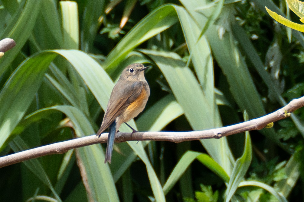 Red-flanked Bluetail - Fran Kim