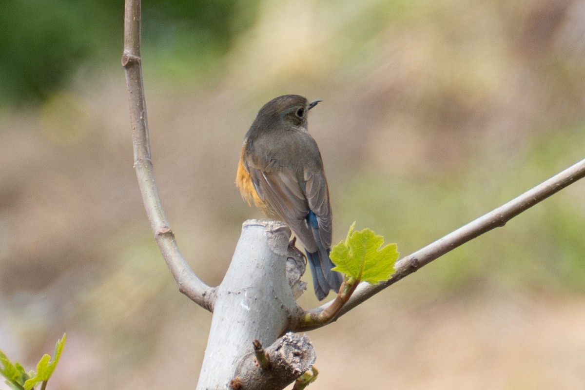 Red-flanked Bluetail - Fran Kim