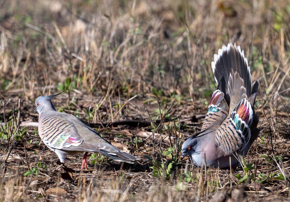 Crested Pigeon - Sandi De Souza