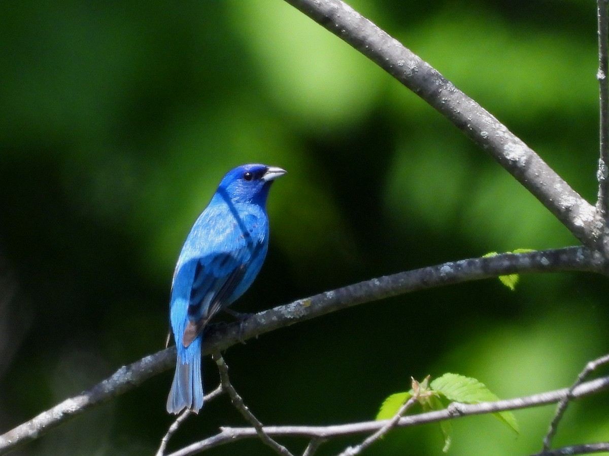 Indigo Bunting - Francois Bourret