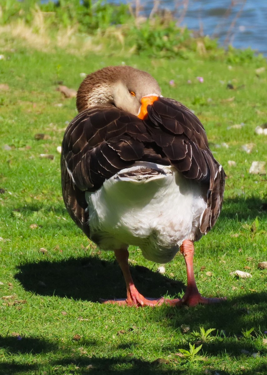 Graylag x Swan Goose (hybrid) - Patrick O'Driscoll