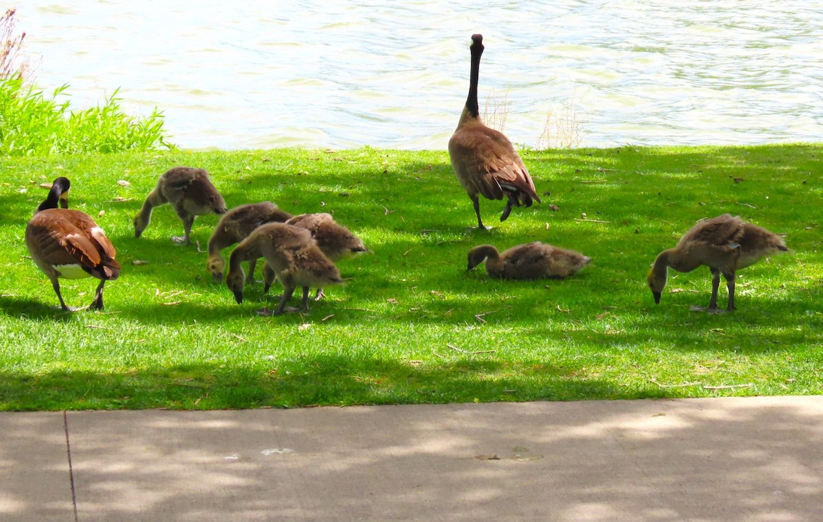 Canada Goose - Patrick O'Driscoll