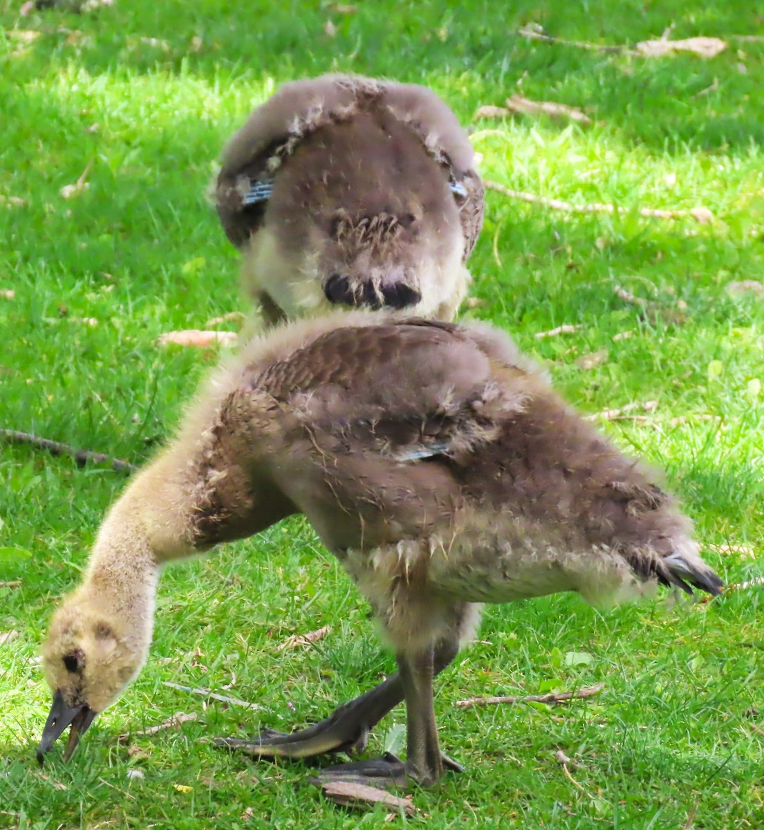 Canada Goose - Patrick O'Driscoll