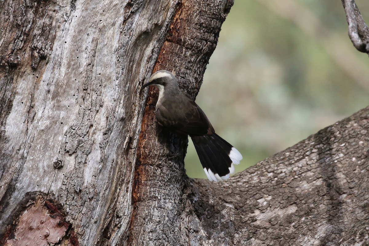 Gray-crowned Babbler - Jim Stone