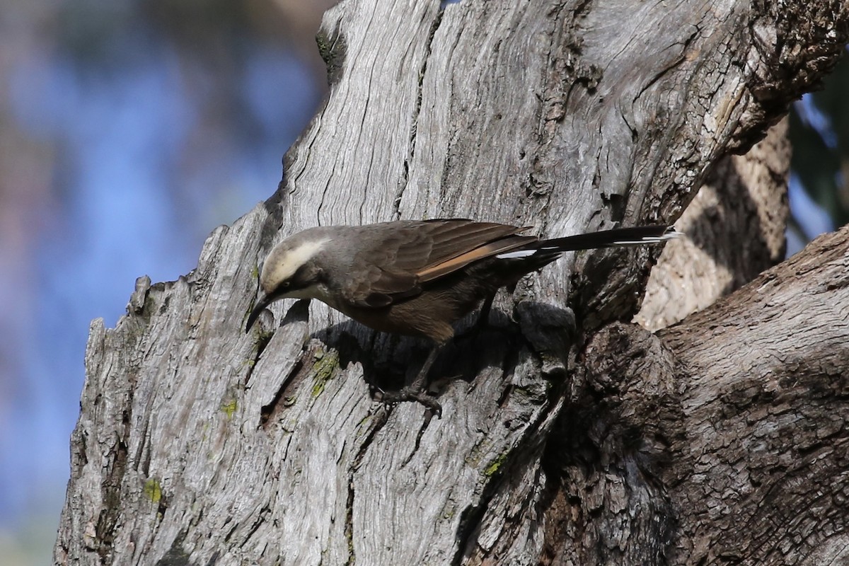 Gray-crowned Babbler - Jim Stone