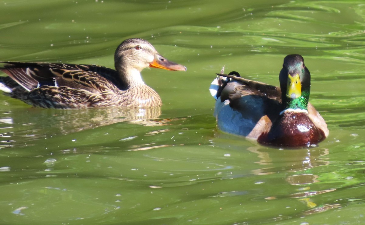 Mallard - Patrick O'Driscoll