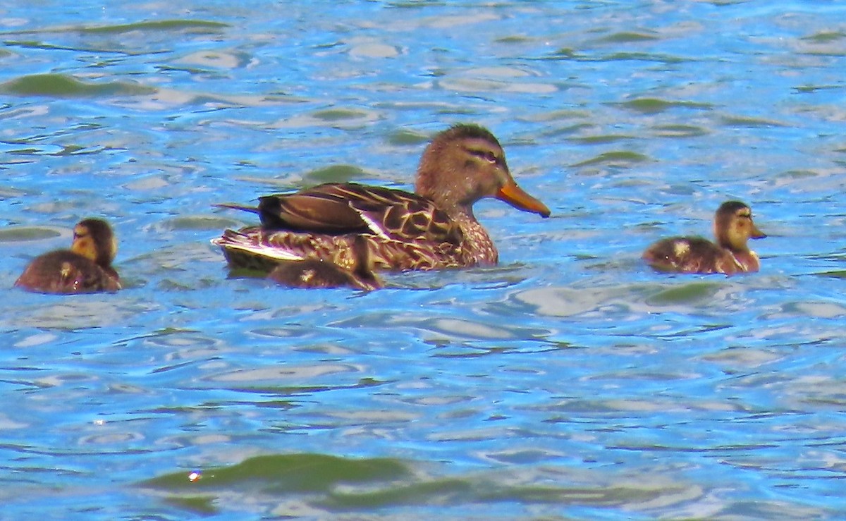 Mallard - Patrick O'Driscoll