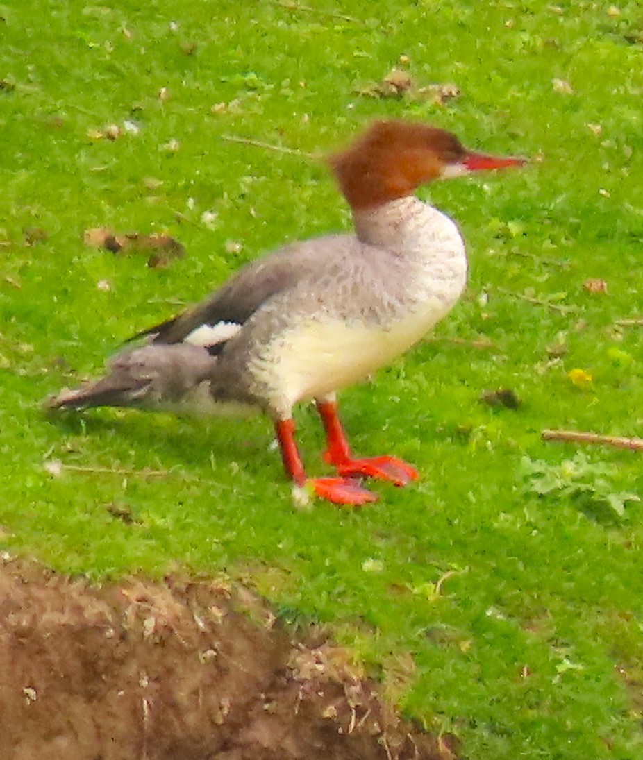 Common Merganser - Patrick O'Driscoll