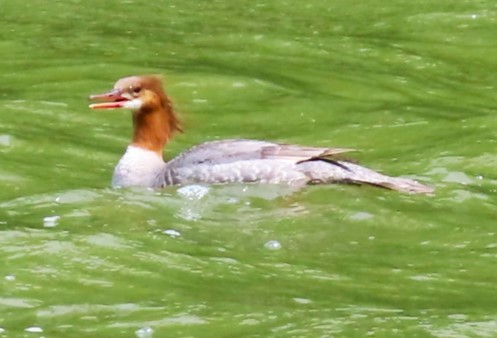 Common Merganser - Patrick O'Driscoll