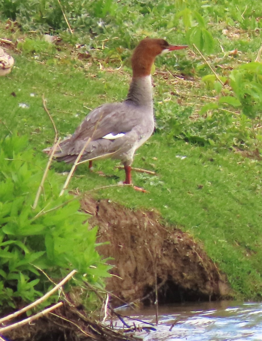 Common Merganser - Patrick O'Driscoll