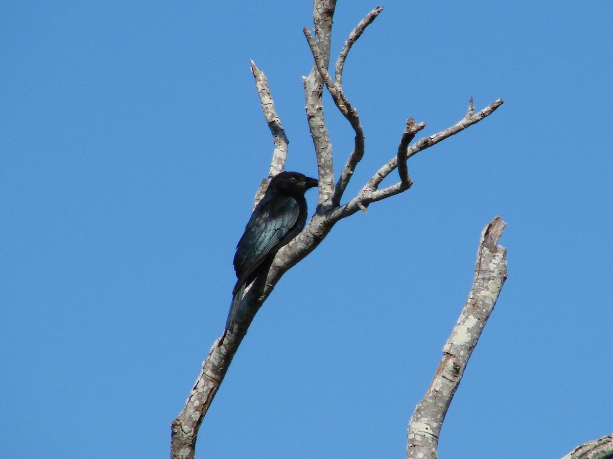 Spangled Drongo - ML619661412