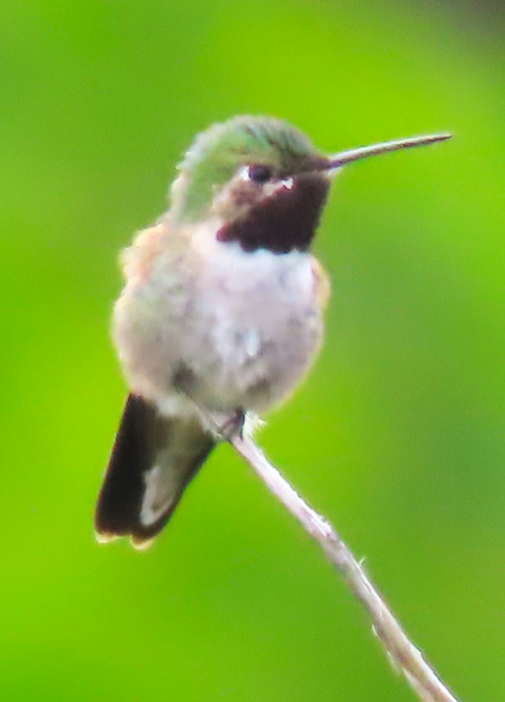 Broad-tailed Hummingbird - Patrick O'Driscoll