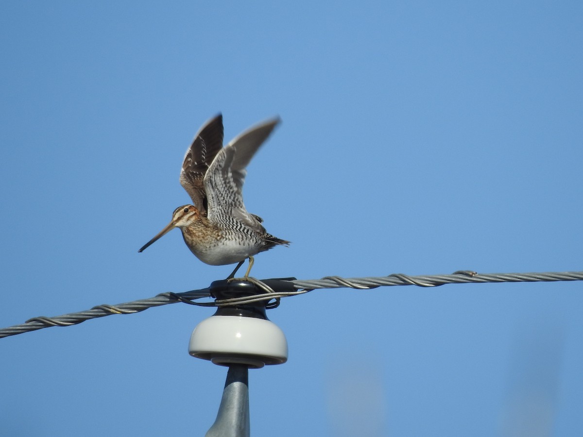 Wilson's Snipe - Daniel Nelson