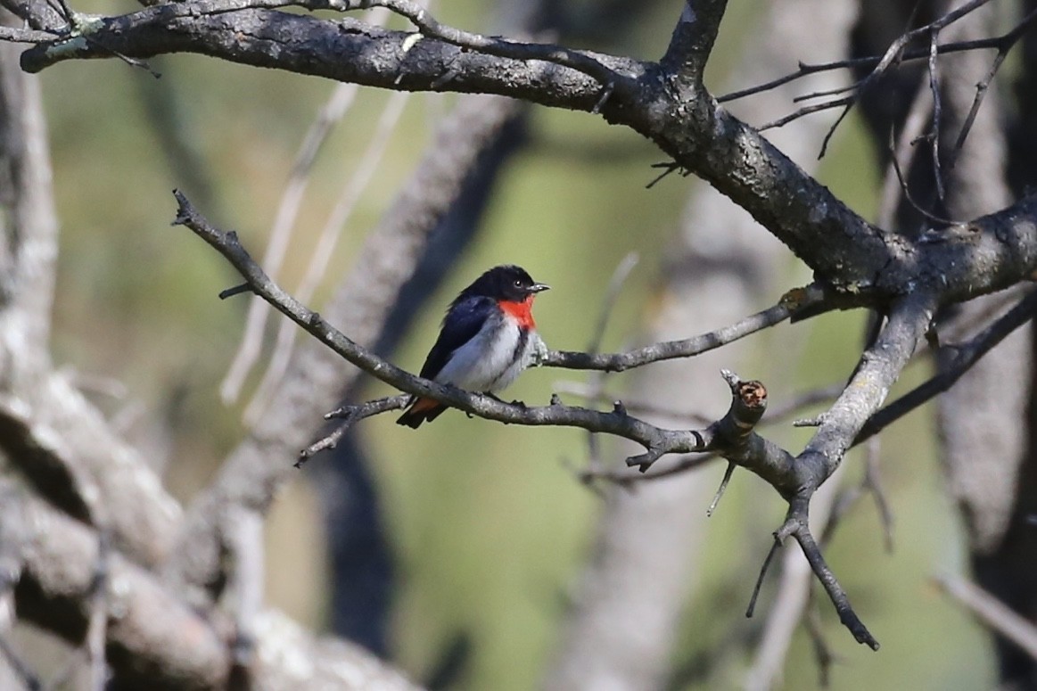 Mistletoebird - Jim Stone