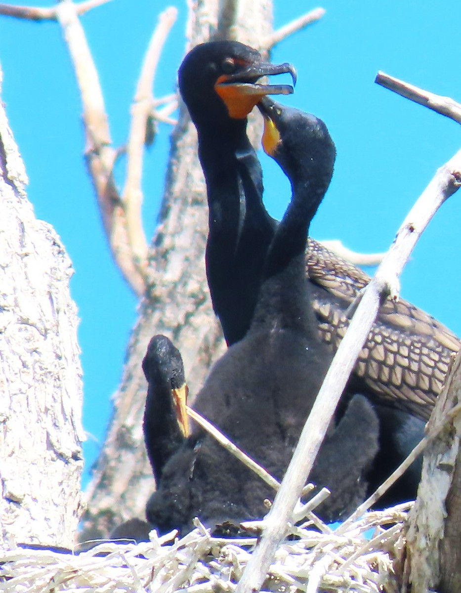 Double-crested Cormorant - Patrick O'Driscoll