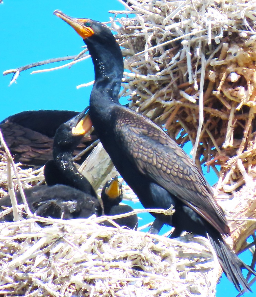 Double-crested Cormorant - Patrick O'Driscoll