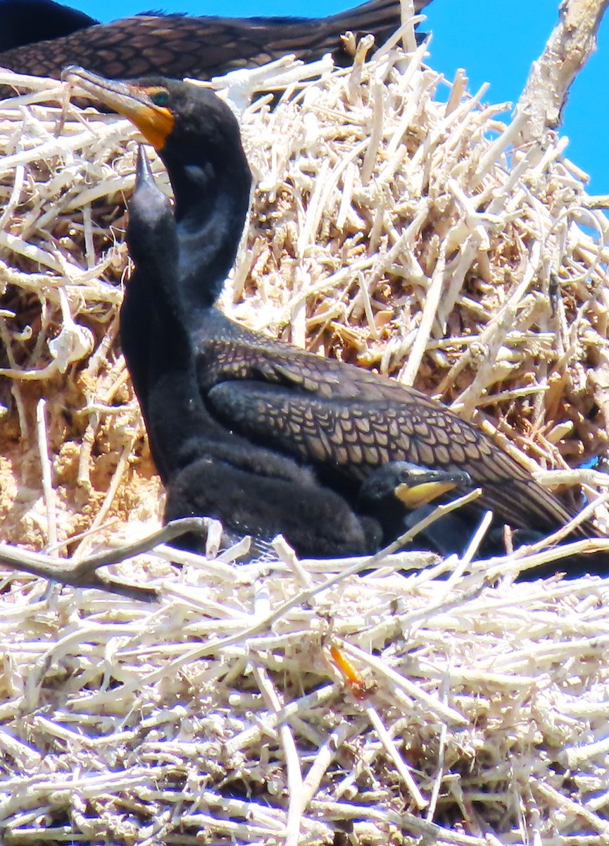 Double-crested Cormorant - Patrick O'Driscoll