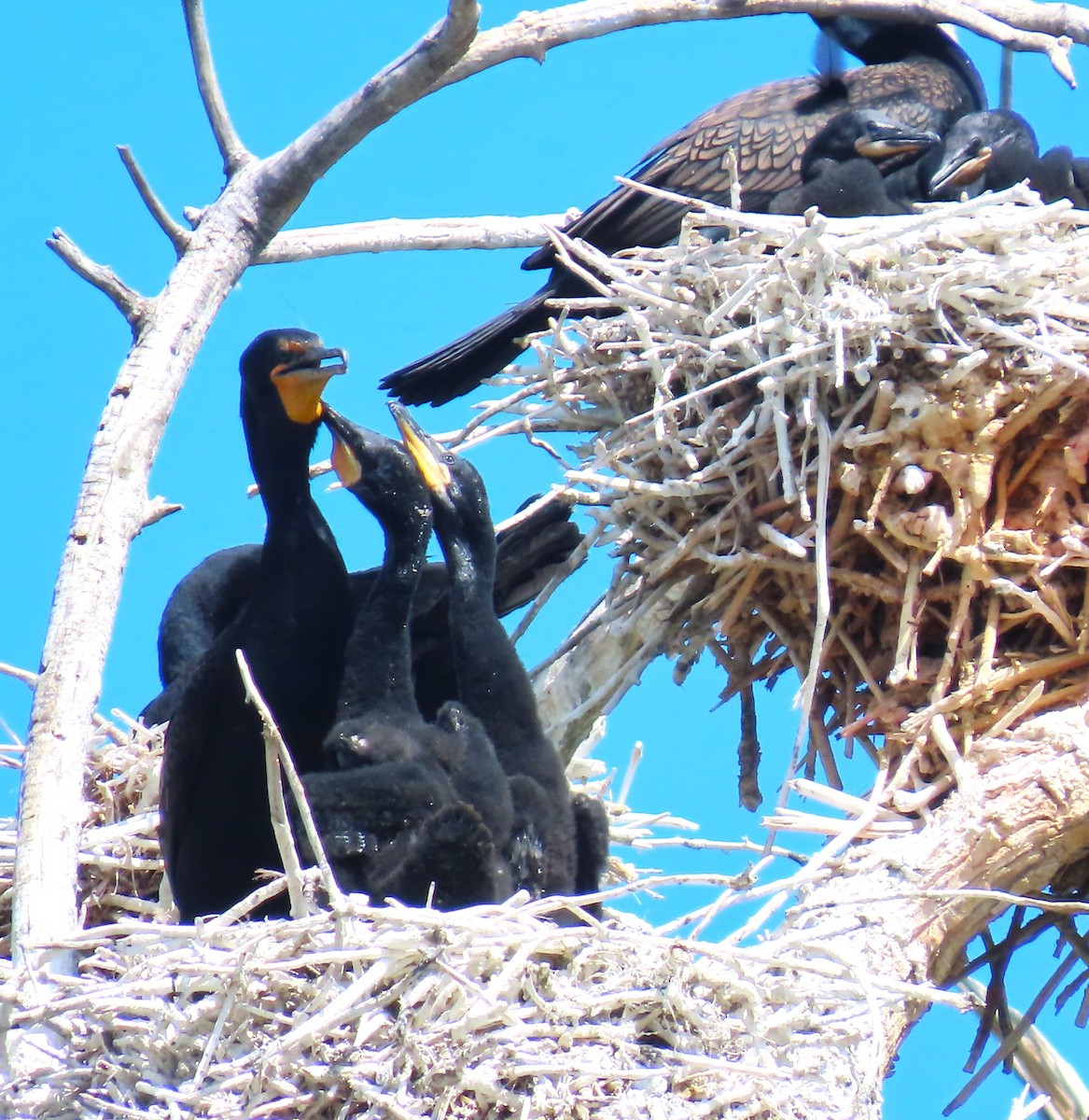 Double-crested Cormorant - Patrick O'Driscoll