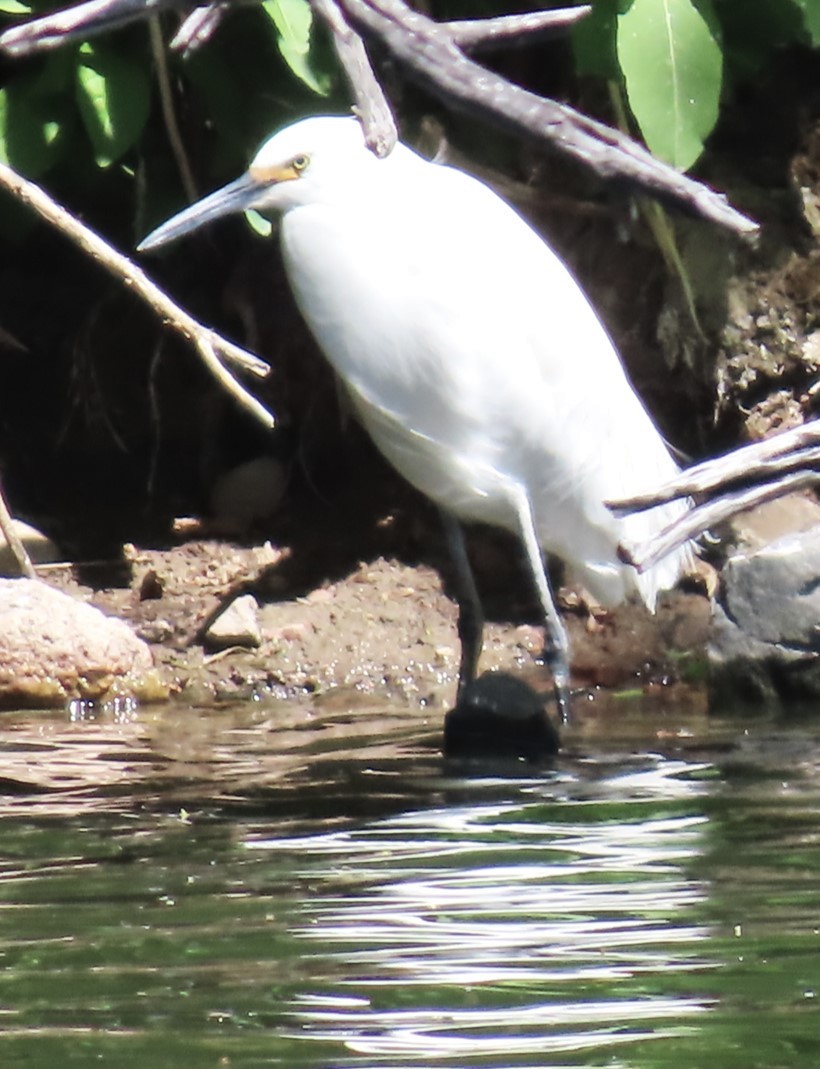 Snowy Egret - Patrick O'Driscoll