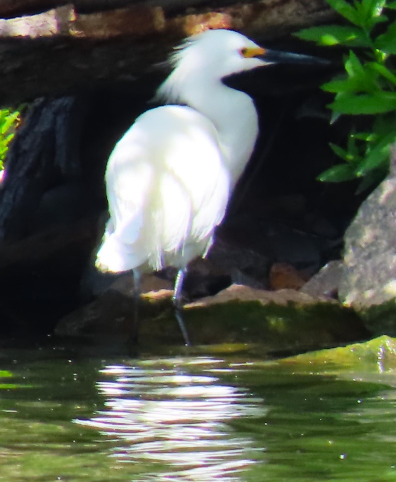 Snowy Egret - Patrick O'Driscoll