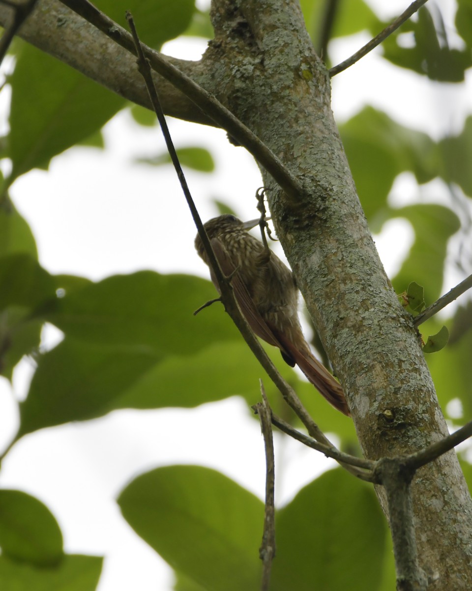 Streak-headed Woodcreeper - Experiencia Naturaleza Edwin Avella