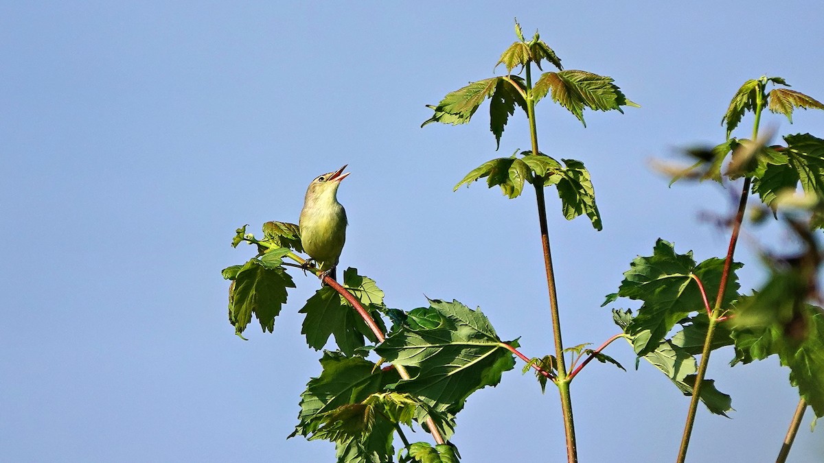 Icterine Warbler - Hans-Jürgen Kühnel