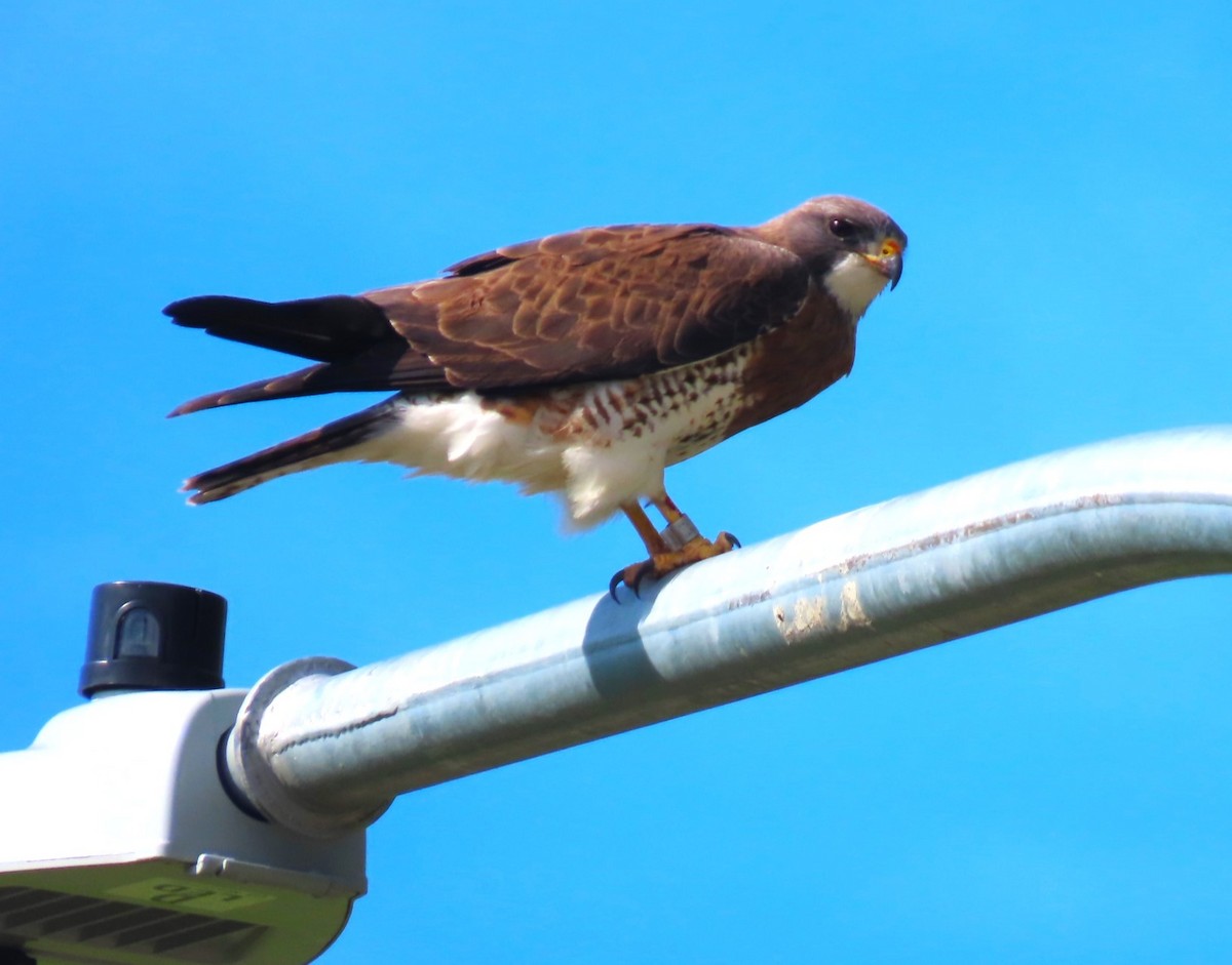 Swainson's Hawk - Patrick O'Driscoll