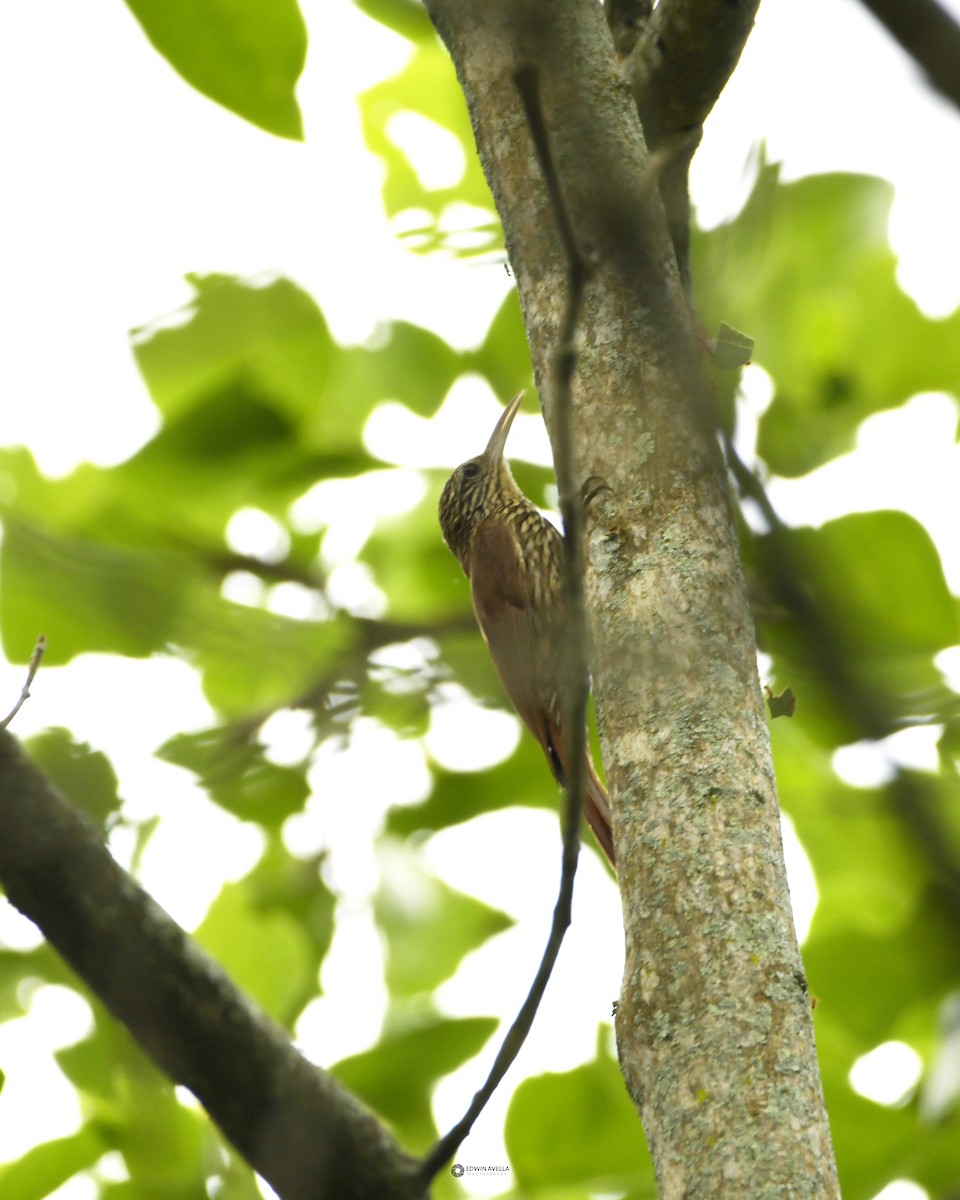 Streak-headed Woodcreeper - Experiencia Naturaleza Edwin Avella