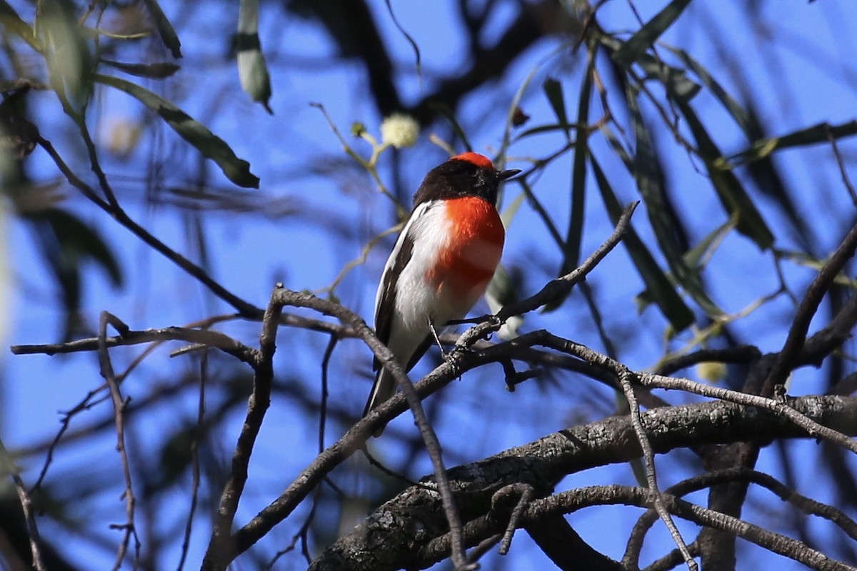 Red-capped Robin - Jim Stone