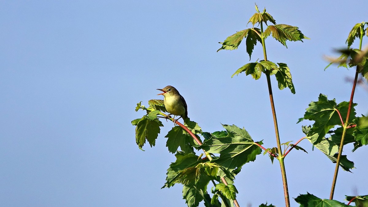 Icterine Warbler - Hans-Jürgen Kühnel