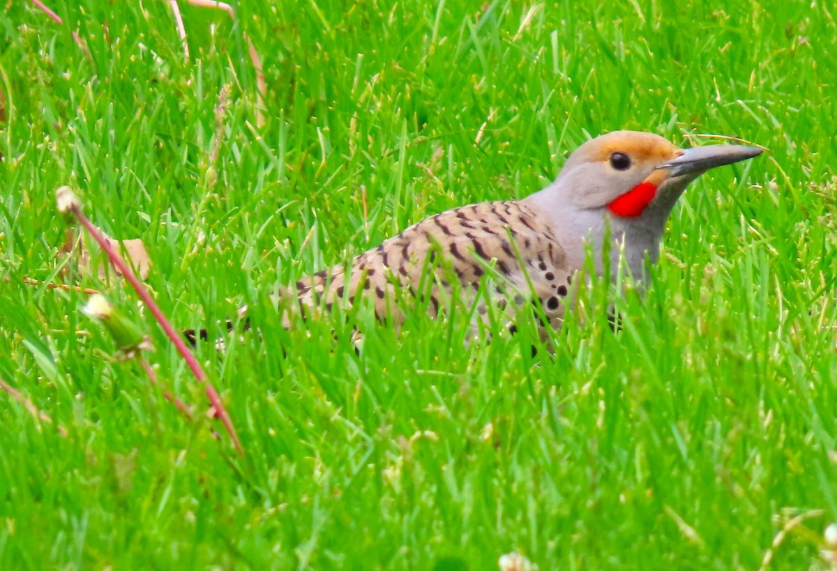 Northern Flicker (Red-shafted) - Patrick O'Driscoll