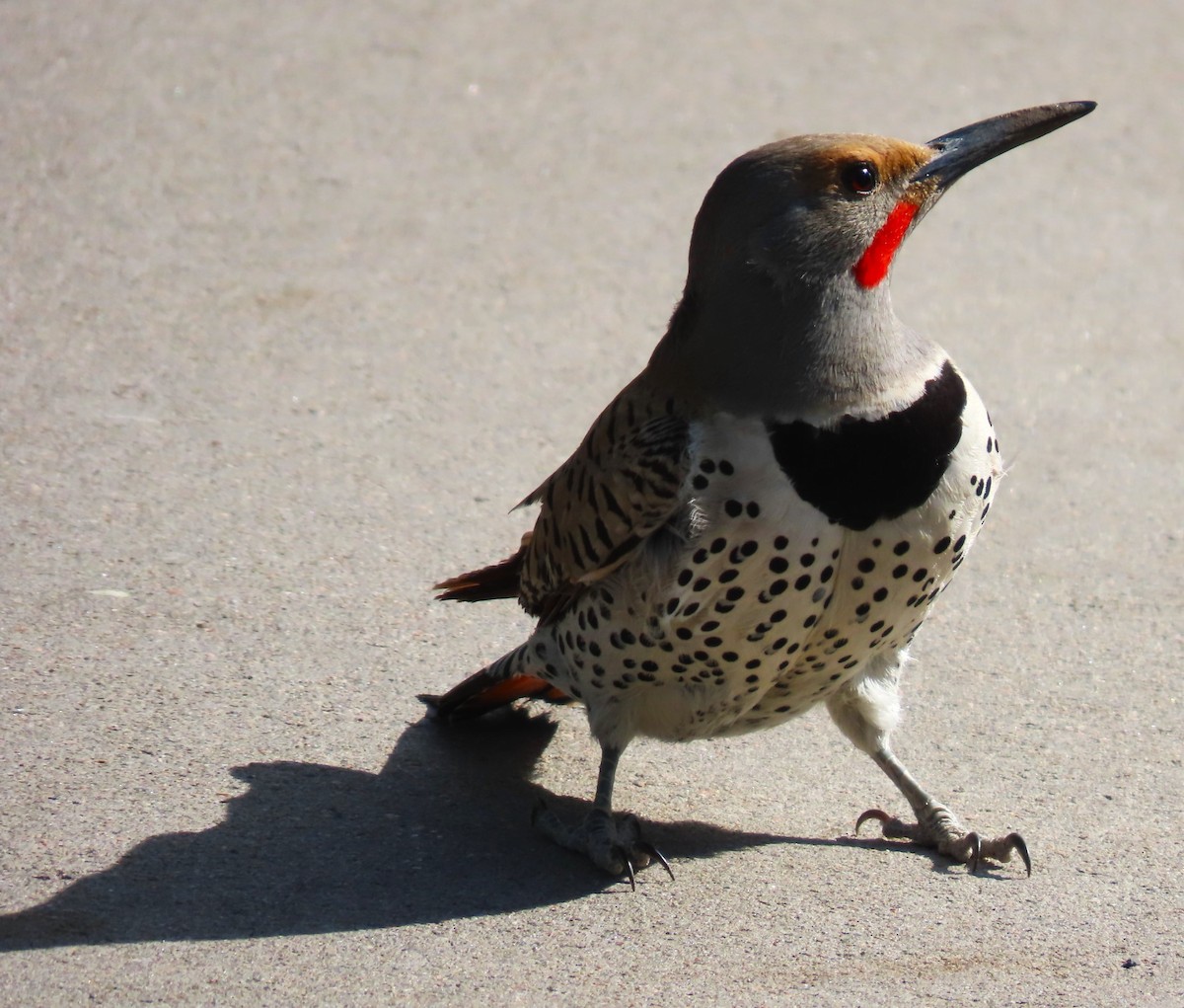 Northern Flicker (Red-shafted) - Patrick O'Driscoll