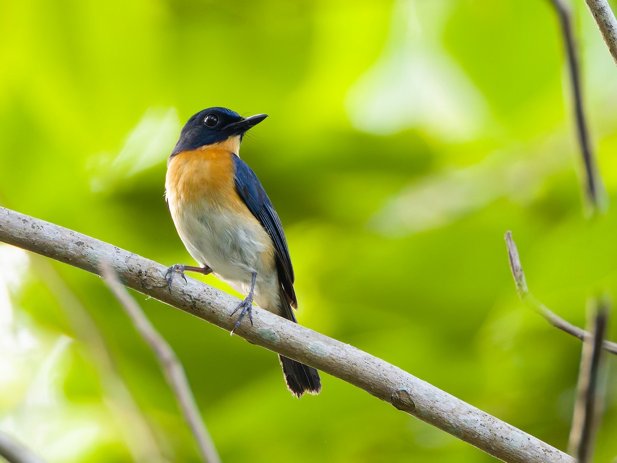 Mangrove Blue Flycatcher (Philippine) - Adrian Constantino