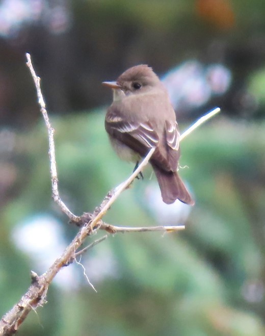 Western Wood-Pewee - Patrick O'Driscoll