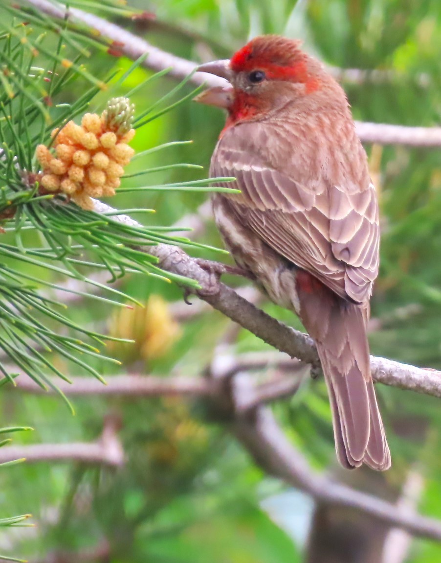 House Finch - Patrick O'Driscoll