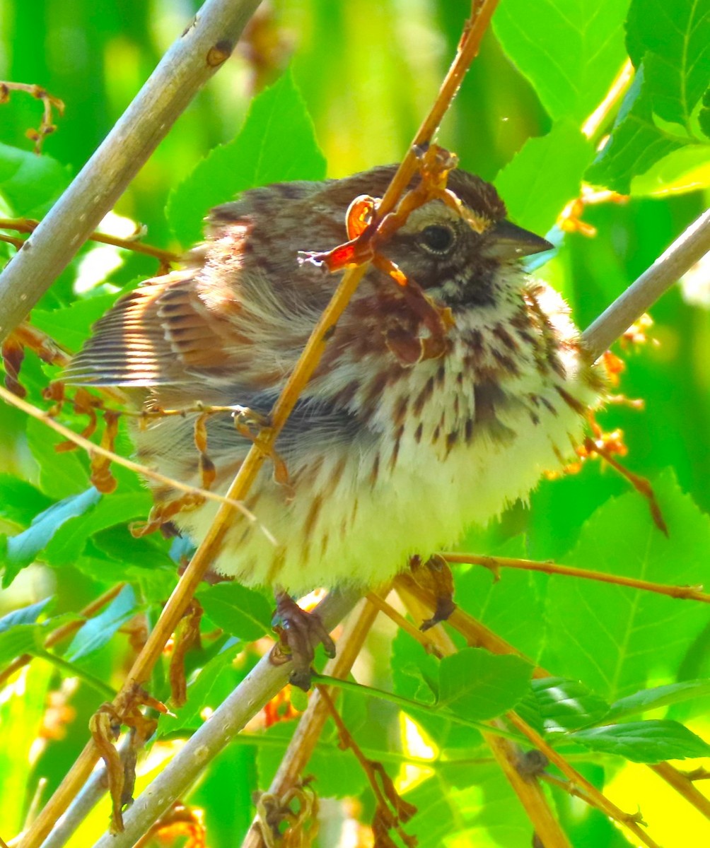 Song Sparrow - Patrick O'Driscoll