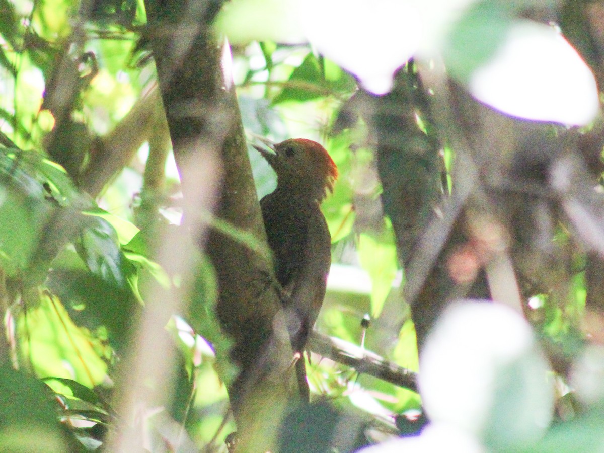 Bamboo Woodpecker - Gerard Chartier