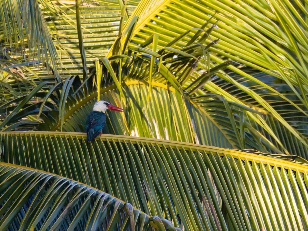 Stork-billed Kingfisher - Adrian Constantino